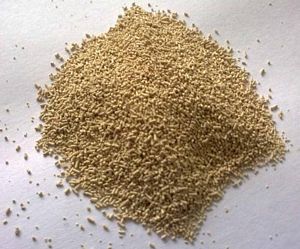 Dry Beer Yeast