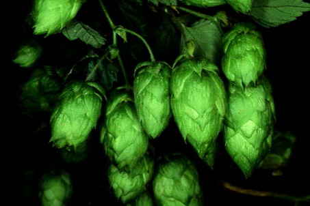 All Hops All Hops