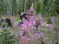 Honey Fiireweed