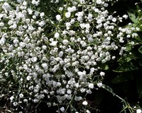 Honey Baby's Breath