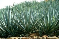 Agave Syrup, Blue Organic