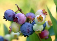 Honey Blueberry