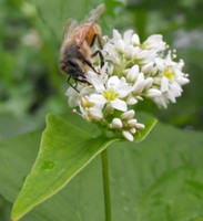 Honey Buckwheat