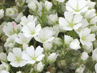 Honey Meadowfoam