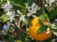 Honey Orange Blossom