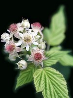 Honey Raspberry