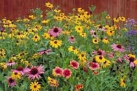 Honey Mountain Wildflower
