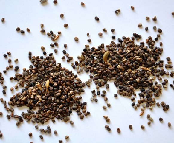 Cardamon Seed